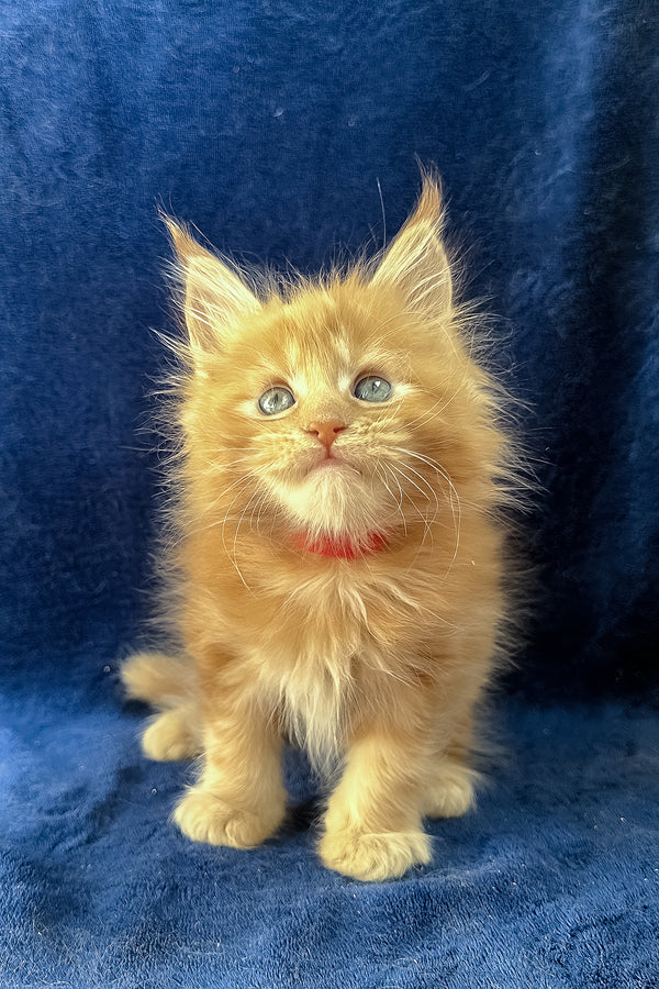 Unona | Maine Coon Kitten