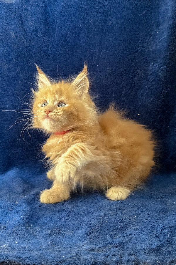 Unona | Maine Coon Kitten