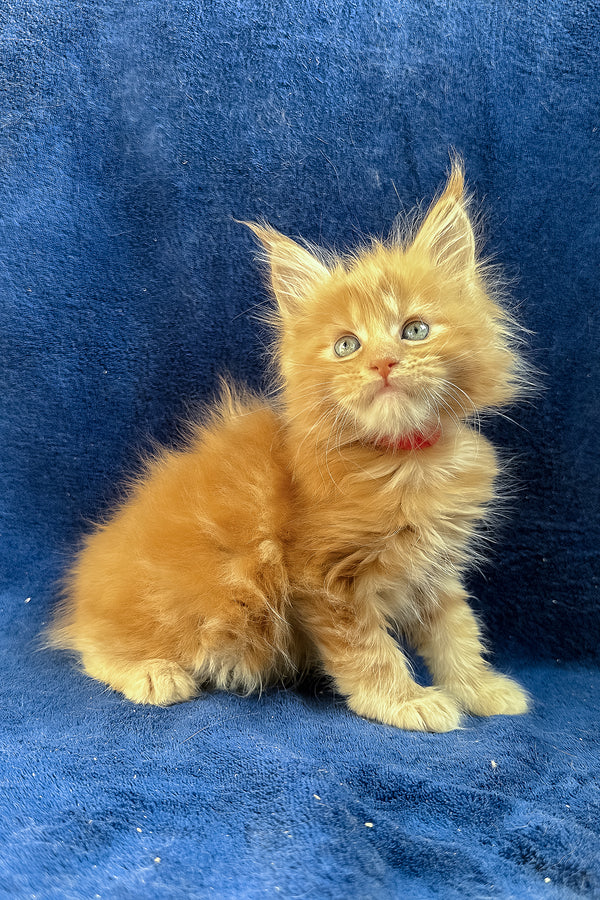 Unona | Maine Coon Kitten