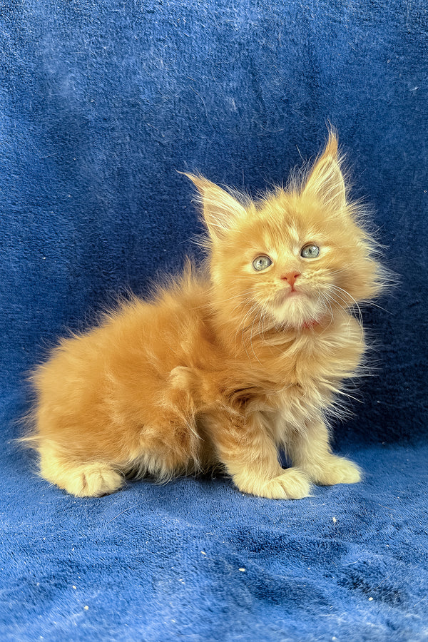 Unona | Maine Coon Kitten