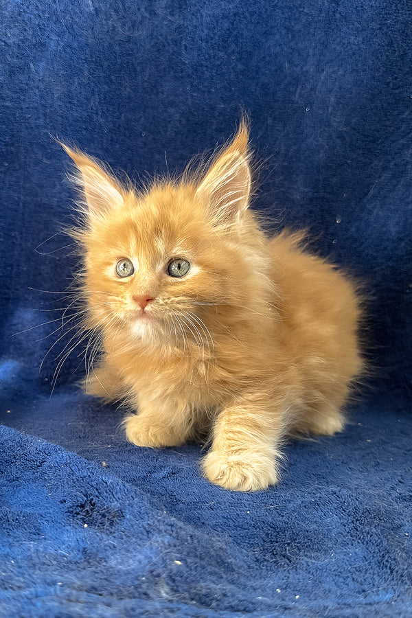 Unona | Maine Coon Kitten