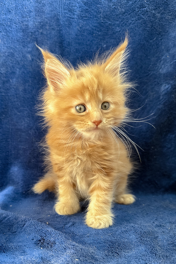 Unona | Maine Coon Kitten