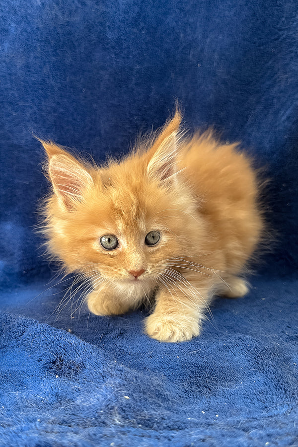 Unona | Maine Coon Kitten