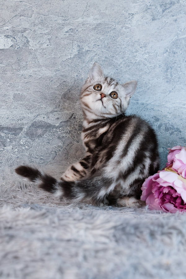 Urban | Scottish Straight Kitten