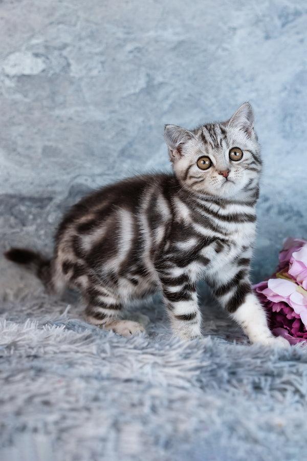Urban | Scottish Straight Kitten