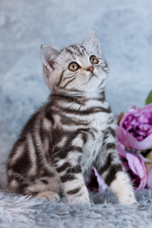 Urban | Scottish Straight Kitten