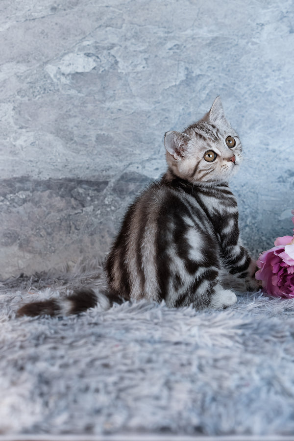Urban | Scottish Straight Kitten