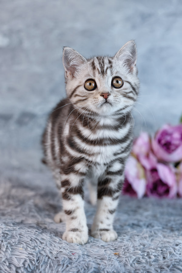 Urban | Scottish Straight Kitten