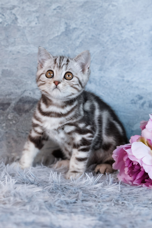 Urban | Scottish Straight Kitten