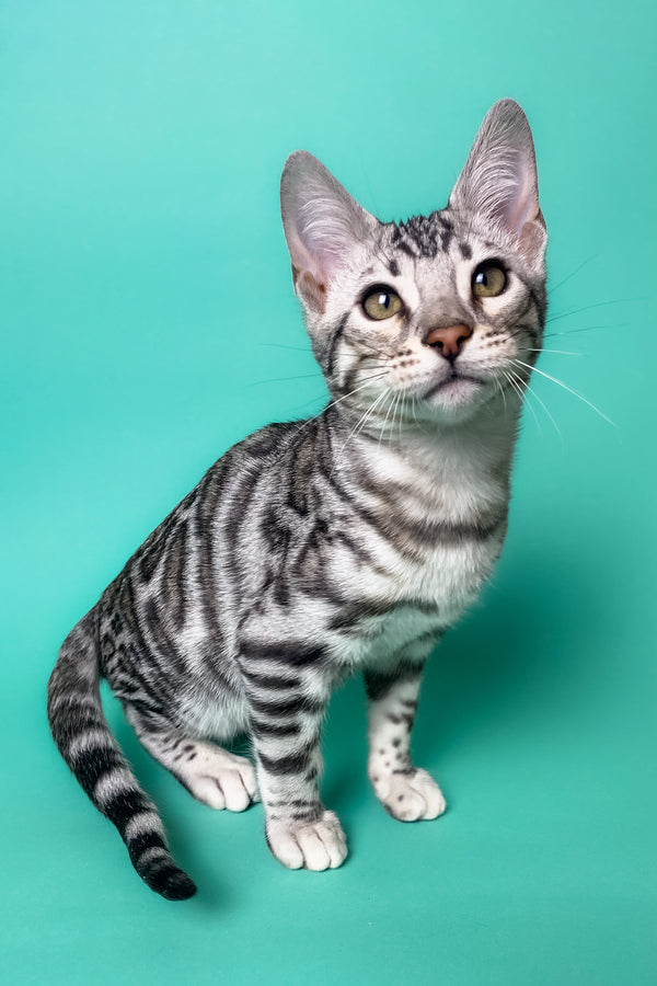 Urman | Bengal Kitten