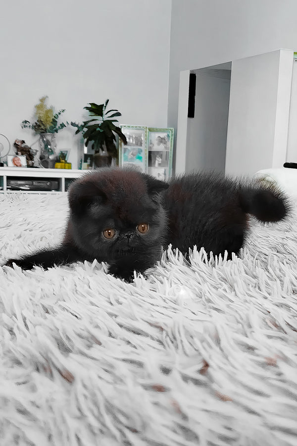 Ursin | Exotic Shorthair Kitten