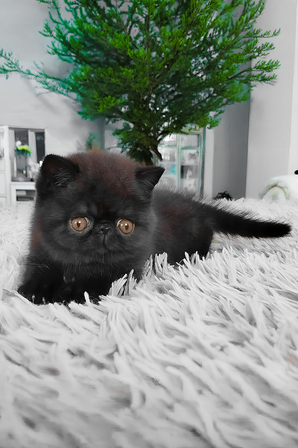 Ursin | Exotic Shorthair Kitten