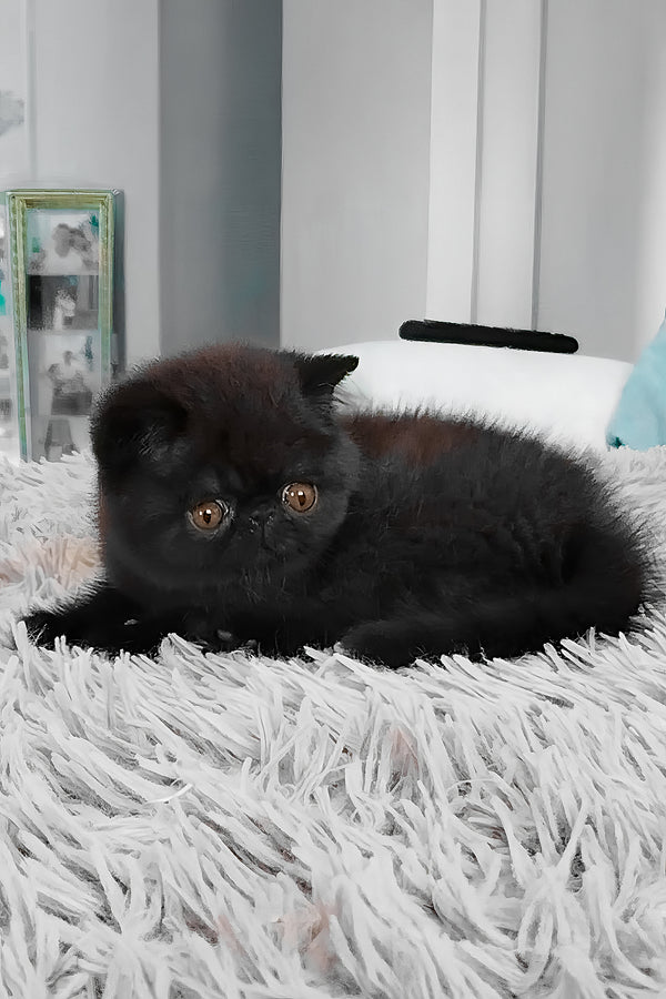 Ursin | Exotic Shorthair Kitten