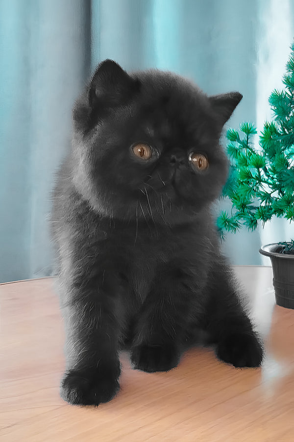 Ursin | Exotic Shorthair Kitten