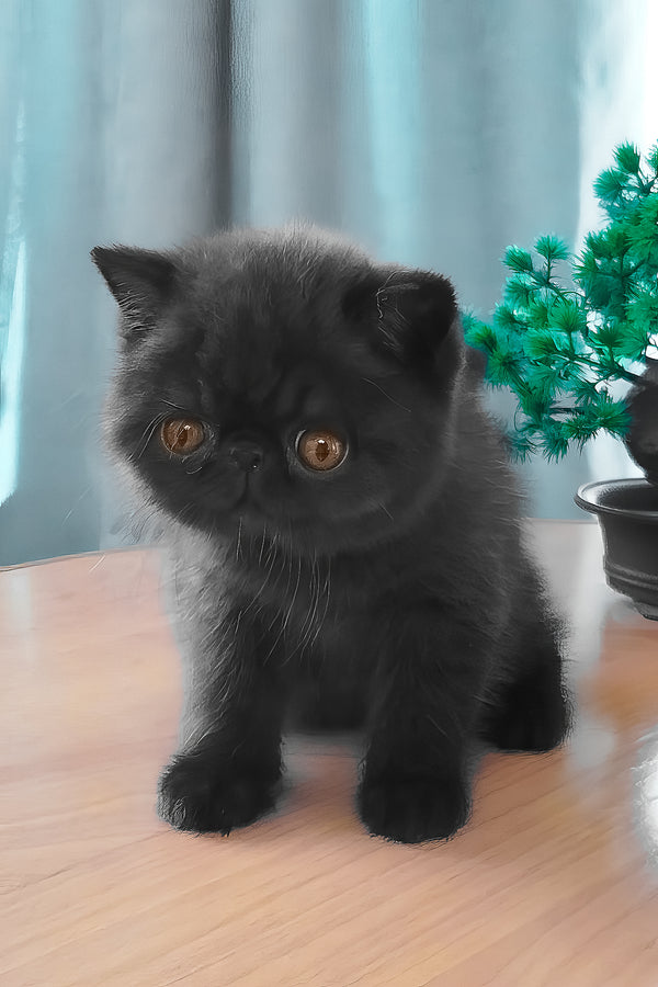 Ursin | Exotic Shorthair Kitten
