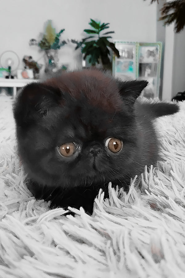 Ursin | Exotic Shorthair Kitten