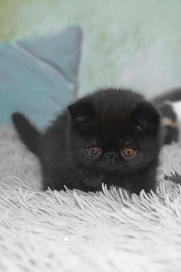 Ursin | Exotic Shorthair Kitten