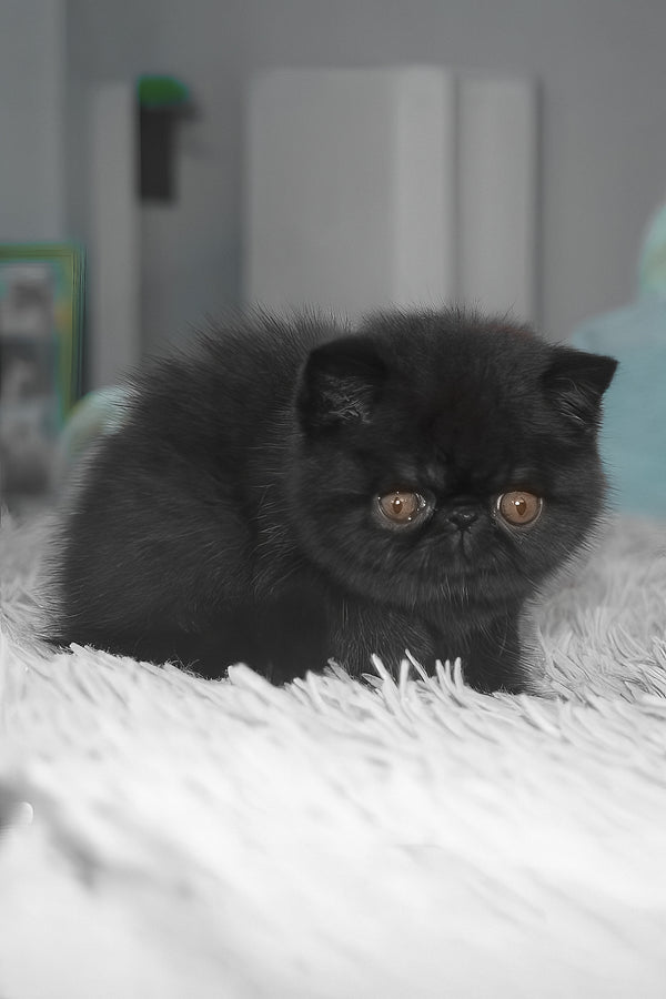Ursin | Exotic Shorthair Kitten