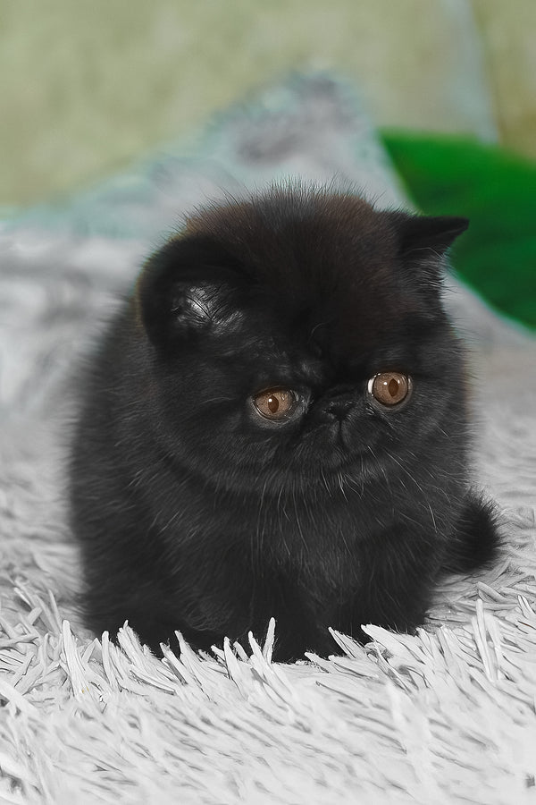 Ursin | Exotic Shorthair Kitten