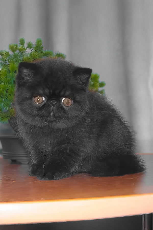 Ursin | Exotic Shorthair Kitten