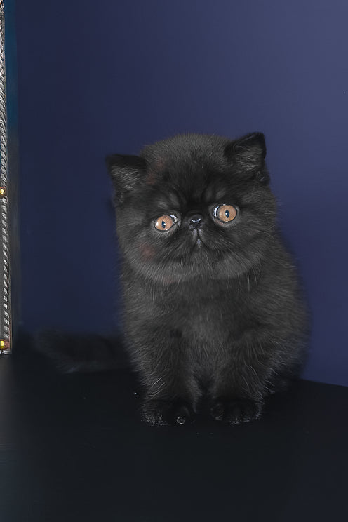 Ursin | Exotic Shorthair Kitten