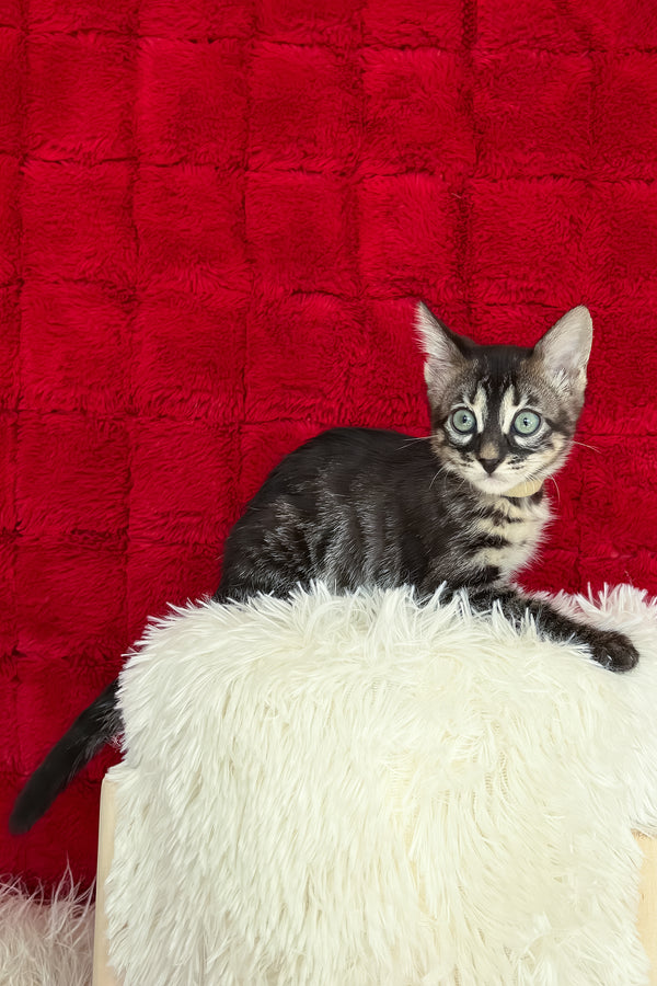 Ursula | Bengal Kitten