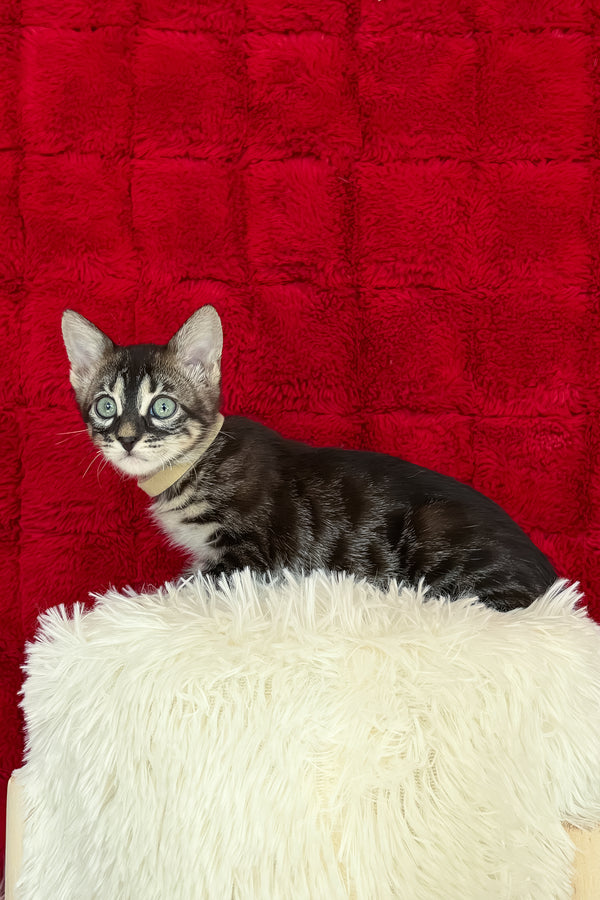 Ursula | Bengal Kitten