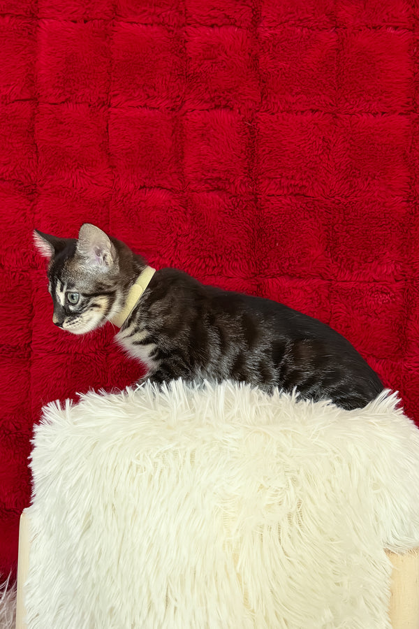 Ursula | Bengal Kitten