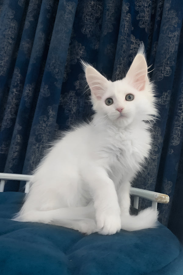 Users | Maine Coon Kitten