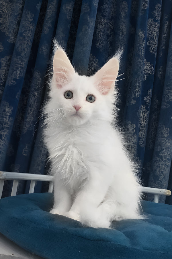 Users | Maine Coon Kitten