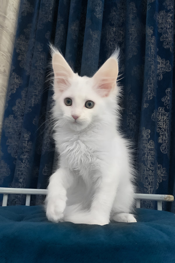 Users | Maine Coon Kitten