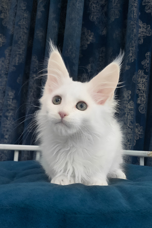 Users | Maine Coon Kitten