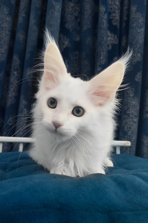 Users | Maine Coon Kitten