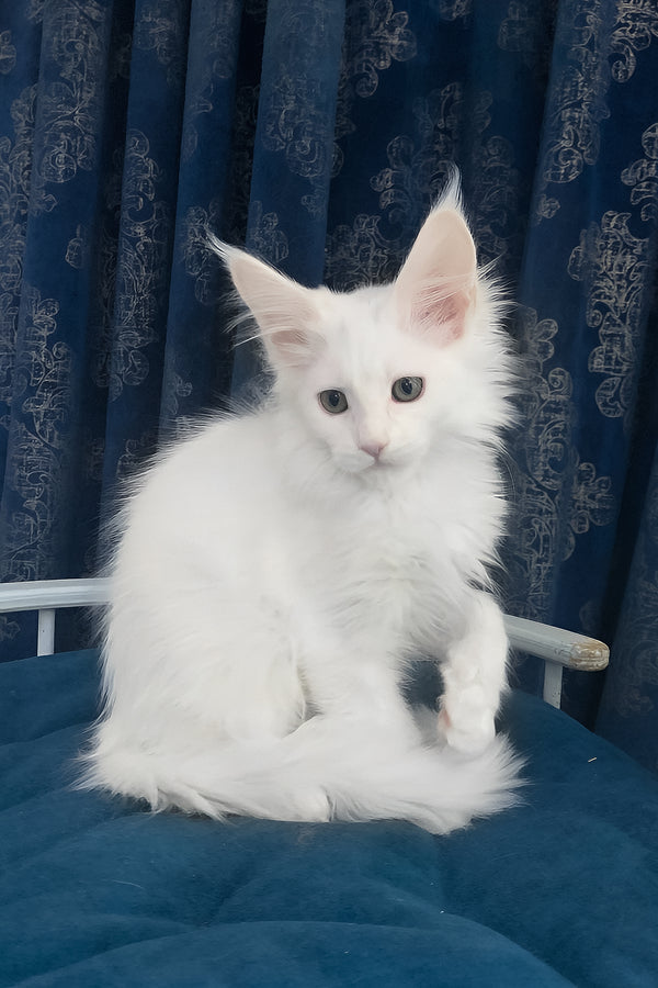 Users | Maine Coon Kitten