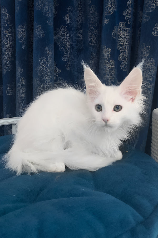 Users | Maine Coon Kitten