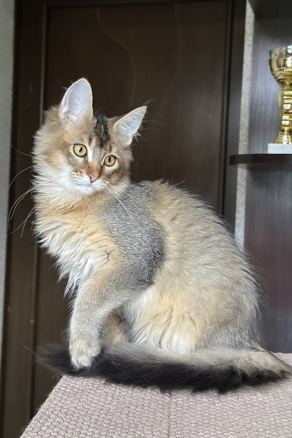 Valensia | Maine Coon Kitten