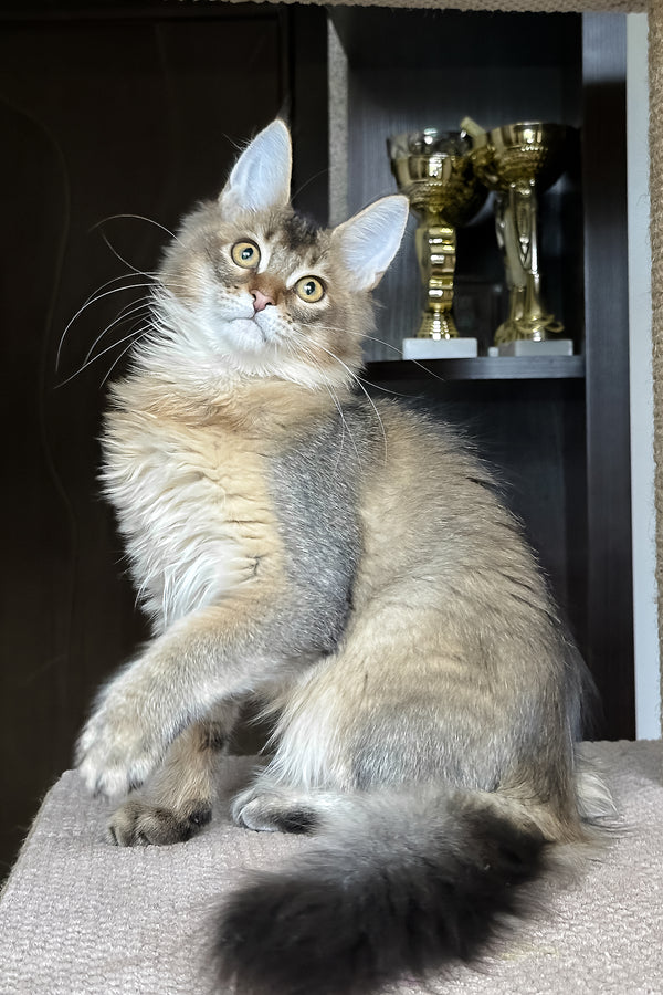 Valensia | Maine Coon Kitten