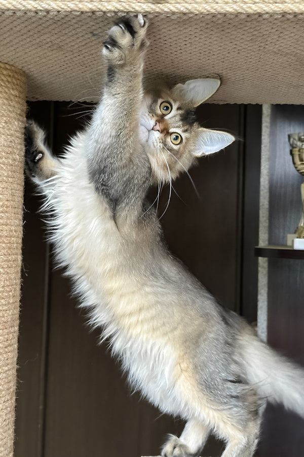 Valensia | Maine Coon Kitten