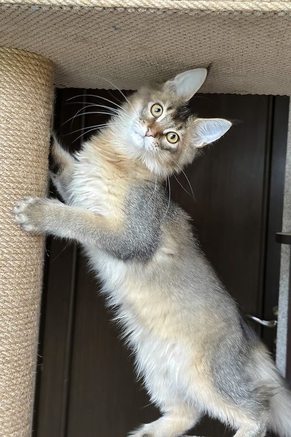 Valensia | Maine Coon Kitten