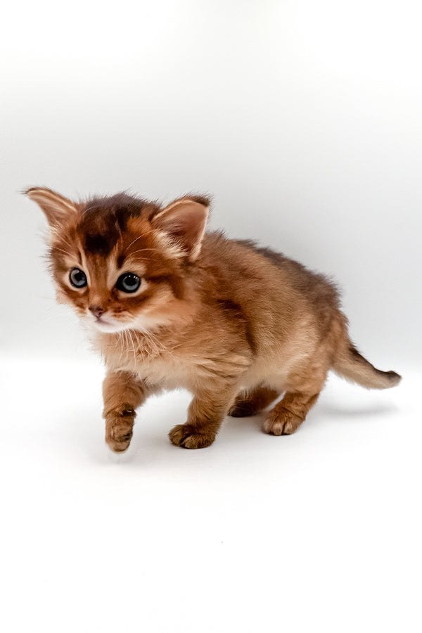 Valet | Somali Kitten