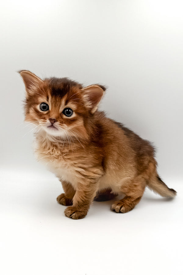 Valet | Somali Kitten