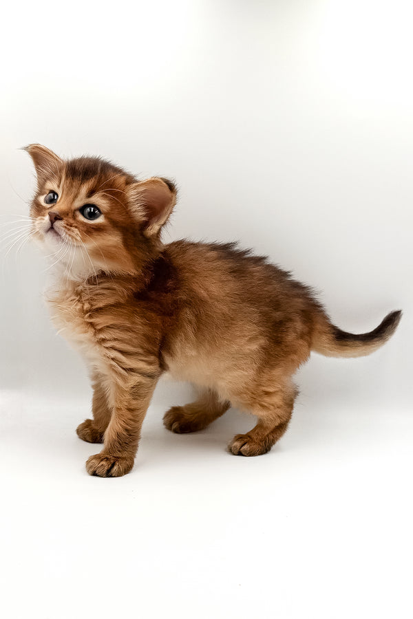 Valet | Somali Kitten