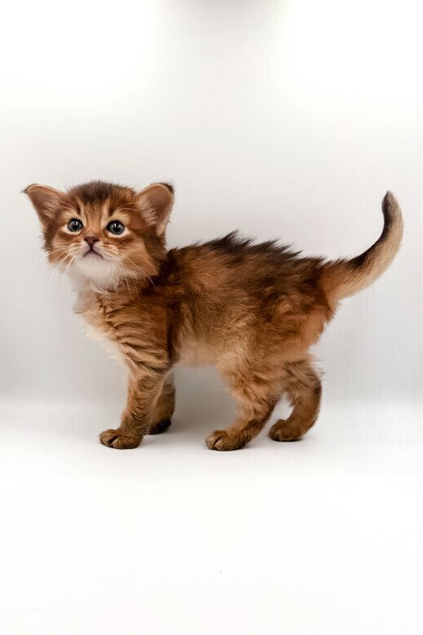 Valet | Somali Kitten