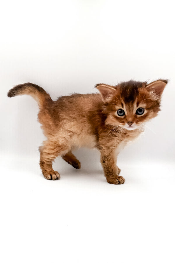 Valet | Somali Kitten