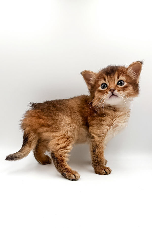 Valet | Somali Kitten