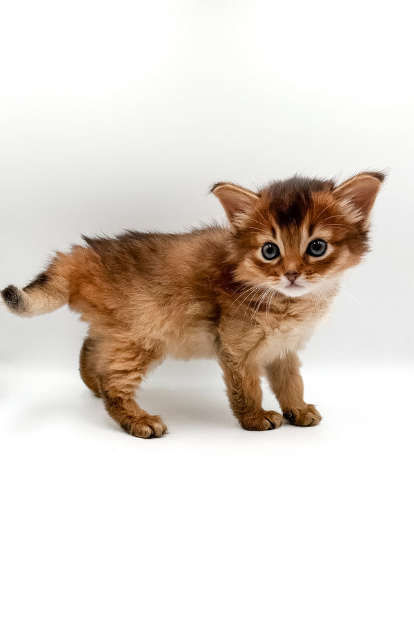 Valet | Somali Kitten