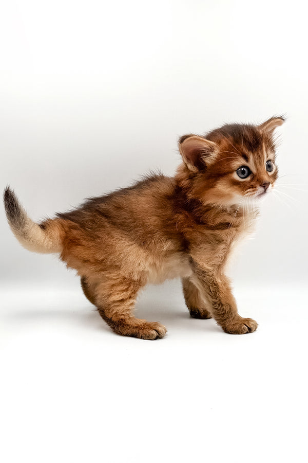 Valet | Somali Kitten