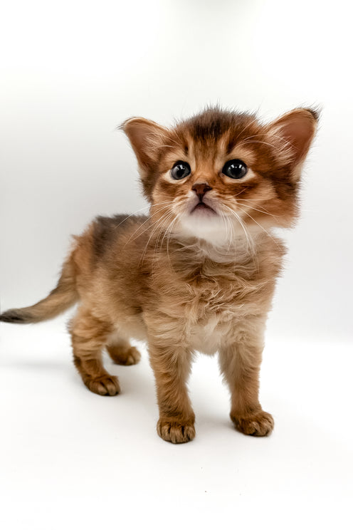 Valet | Somali Kitten