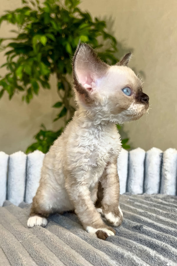 Valter | Devon Rex Kitten