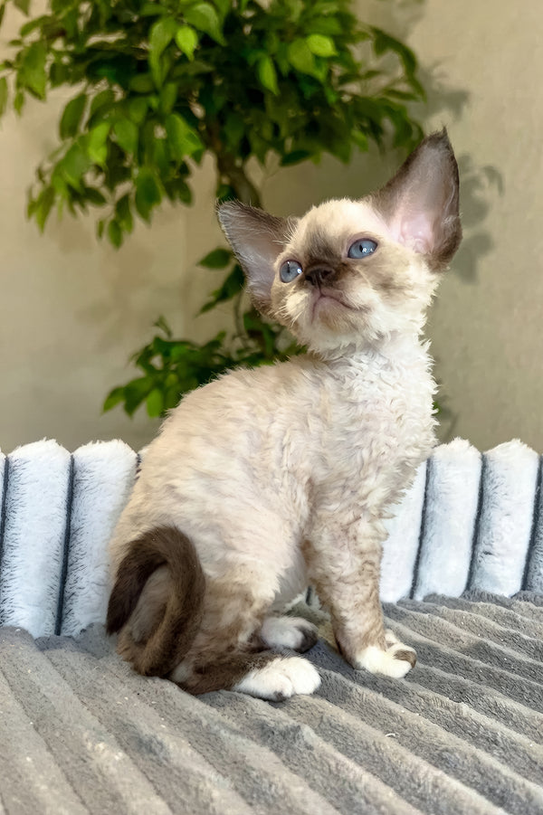 Valter | Devon Rex Kitten